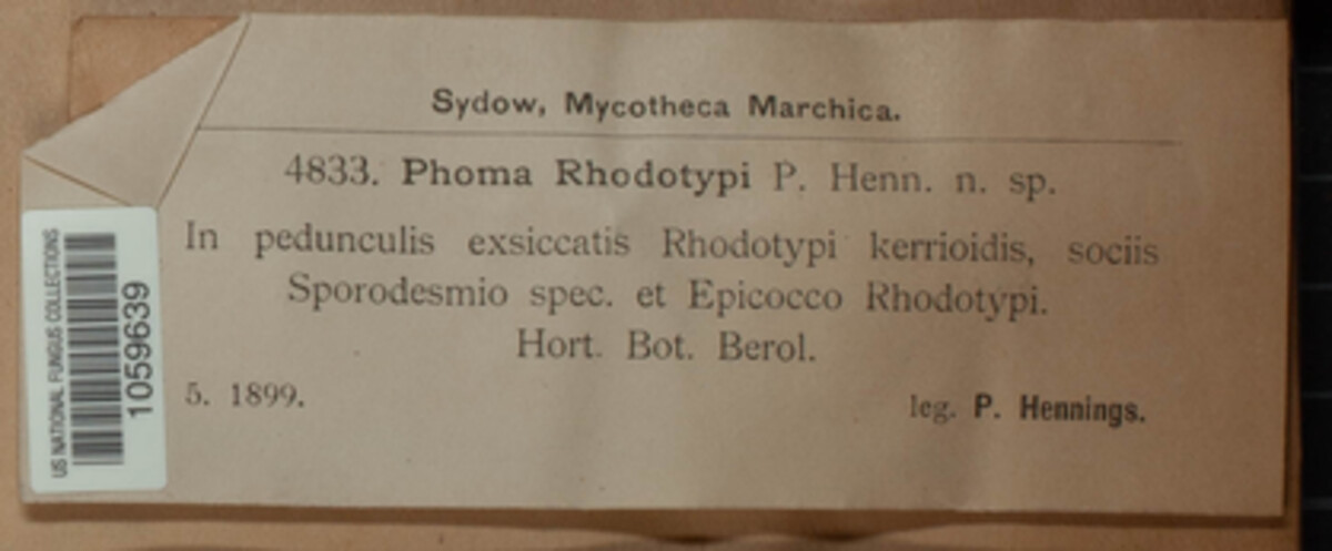 Phomopsis rhodotypi image